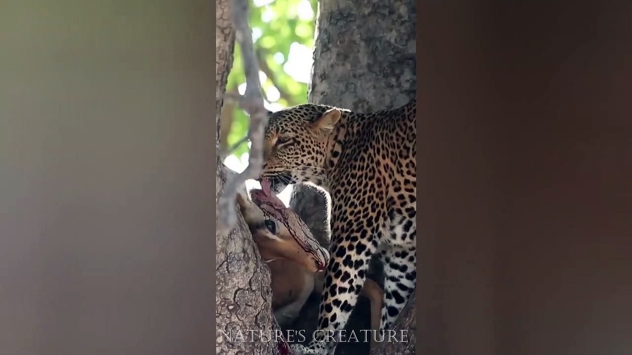 A leopard enjoying her meal