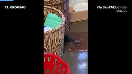 Milano, topi alla scuola materna di via Sant'Abbondio