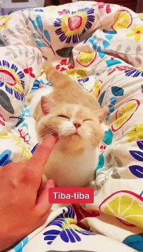 Kucing Lucu Imut-imut Banget #kucinglucu #shortsvideo