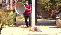 Aluminum Box vs Prank Dog Very Funny - Must Watch Funny Comedy New Prank With Try To Stop Laugh