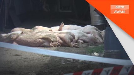 Penyakit ASF | Pulau Pinang isytihar bencana