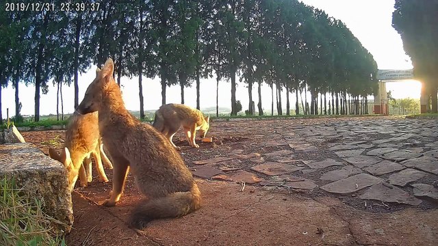Raposas do campo são avistadas em fazenda de Apucarana; veja