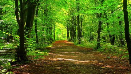 Calm your heart by walking down the road in the middle of the forest