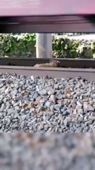 Ce chien se rappellera de la traversée de cette voie ferrée