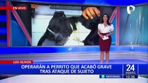 Agreden brutalmente a perrito en Los Olivos: can será operado en una de sus patas traseras