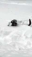 Dog Tries to Play Fetch in a Blizzard
