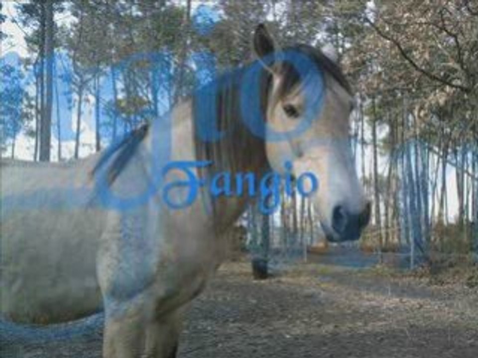 Willow,fanango,iris & fangio