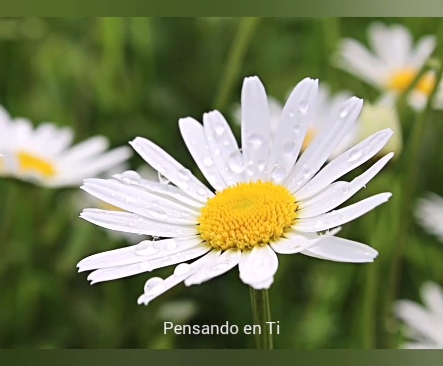 MI JARDIN. Música Relajante, para Dormir, Descansar, Música Orquestada.TUTZE MUSICA