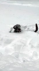 Dog Tries to Play Fetch in a Blizzard