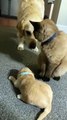 Kitty gives hugs and kisses to puppy while mom watches #shorts #dog #cat #love