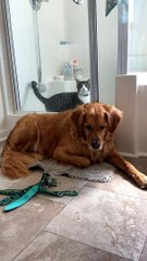 Buddy the Dog Locks Angus the Cat in the Shower