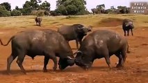 Lion vs Buffalo Real Fight, Lion has Died   Animal Attacks in Africa