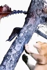 lion vs leopard on the trees. #shorts