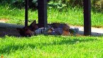 MERCILESS Moments When Birds Were Hunted by Animals   Pet Spot