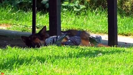 MERCILESS Moments When Birds Were Hunted by Animals   Pet Spot