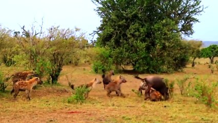 Mother Buffalo save  Her Calf From Hyenas
