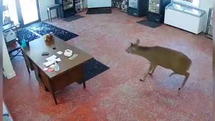 ext-Venado rompe puerta de vidrio y entra a carnicería en Minnesota-130123
