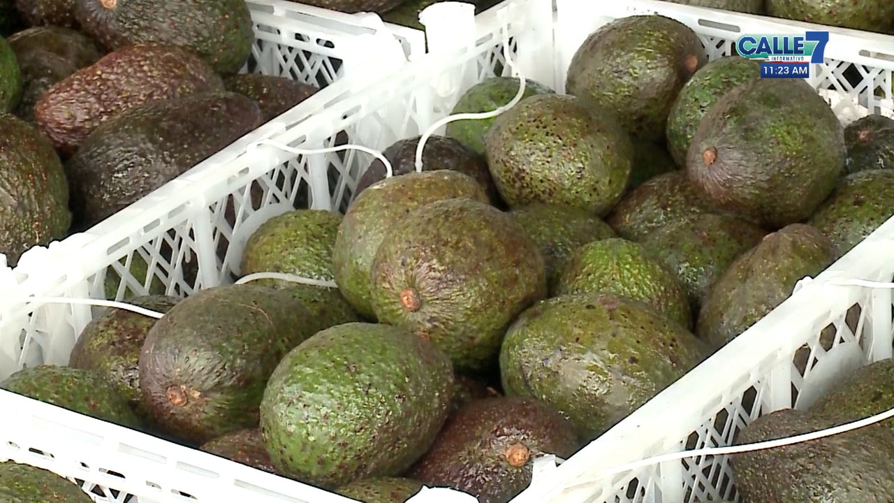 C7-precio-aguacate-130123