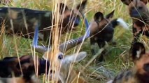 This Is How African Wild Dogs Kill Their Prey   Pet Spot