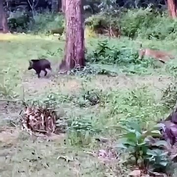 tiger Ambhush wild boar In Kaziranga National park