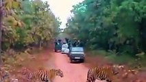 Tiger Block the Road In Tadoba National park   Tadoba Tiger