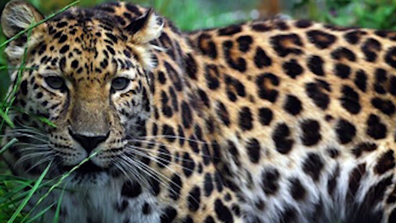 Top 10 SHOCKING MOMENTS Animals Get ELECTROCUTED   Pet Spot