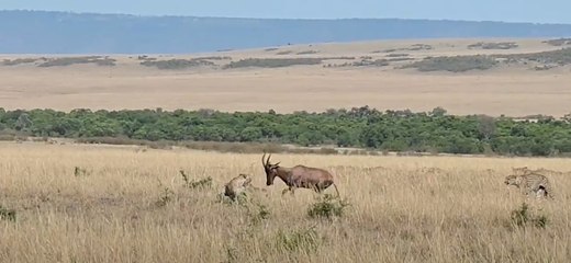 Valiente antílope lucha contra dos guepardos para defender a su cría