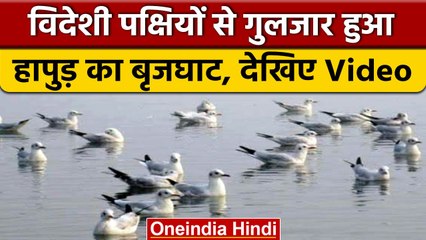 Siberian Birds: Hapur पहुंचे विदेशी मेहमान, बृजघाट की बढ़ी रौनक,देखें Video | वनइंडिया हिंदी #Shorts