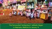 Jallikattu In Tamil Nadu: Bull-Taming Festival Begins In Palamedu, Madurai