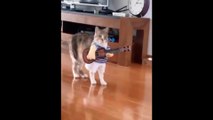 Top Funny pets Videos