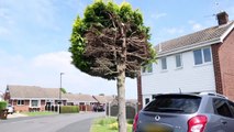 LEAF IT OUT - This hilarious video shows a tree which has become a local 