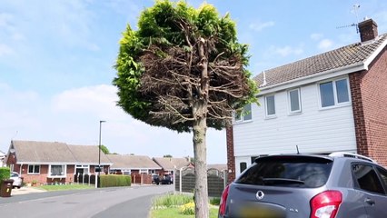 LEAF IT OUT - This hilarious video shows a tree which has become a local "tourist attraction" after being chopped in half following a "petty" dispute between neighbours