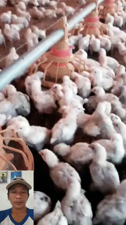 Ribuan anak ayam
