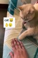 Funny cat and dog video||Cat and dog video||animals video