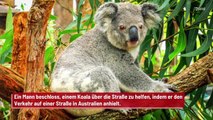 Mann blockiert Verkehr, um Koala zu helfen