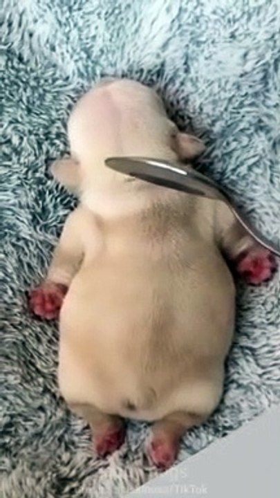 Puppy or cake_ What was your first thought_