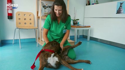 Veterinarios Todo o Terreno, episódio 11