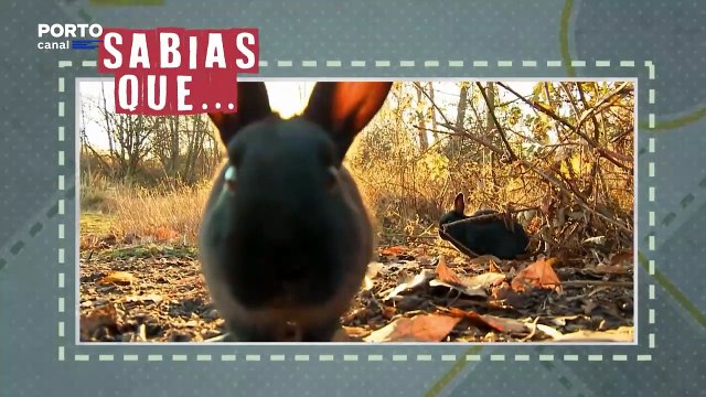 Veterinarios Todo o Terreno - Sabias que? Os coelhos não são roedores?