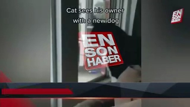 Sahibini yanında köpekle gören kedi