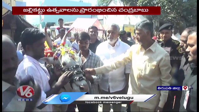 TDP Chief Chandrababu Started The Jallikattu Festival At Rangampeta | Tirupati Dist | V6 News