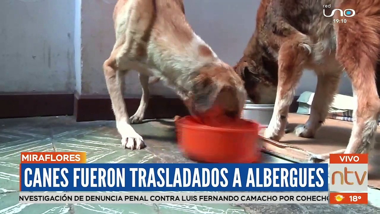 Los 35 perros rescatados se encuentran en albergues