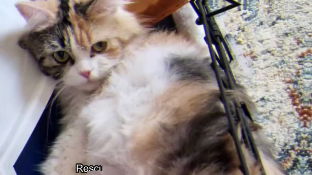 A stray cat asked to sleep over and was not alone