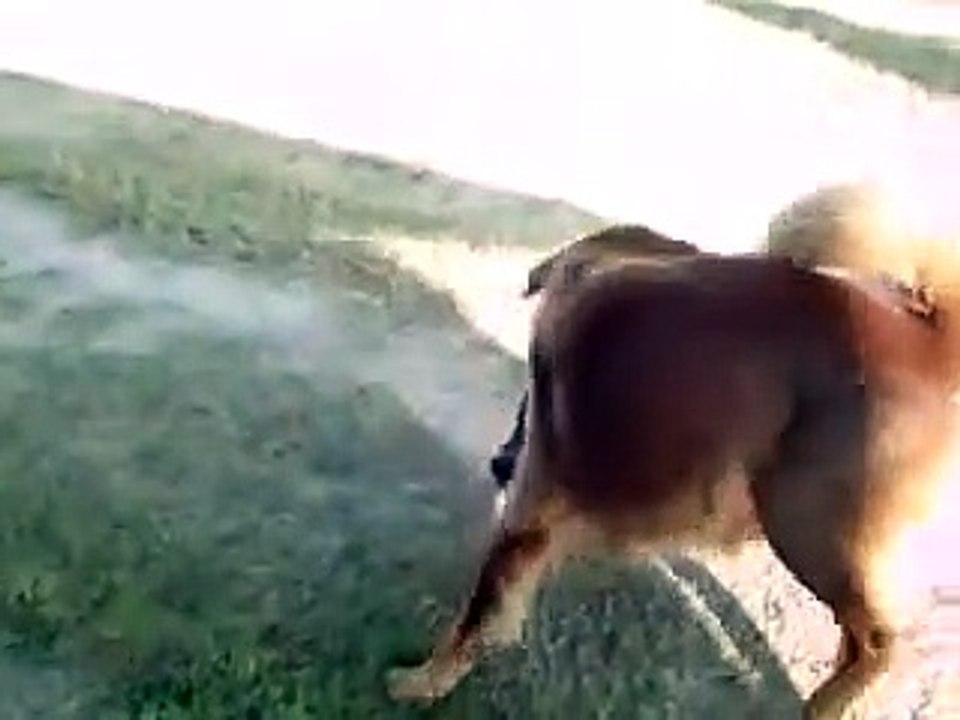 Kittens Chase Dog
