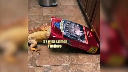 The Most Embarrassing Thing to Happen to a Dog