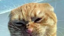 Rescued Cat Visits Beach For First Time And His Reactions are Hilarious