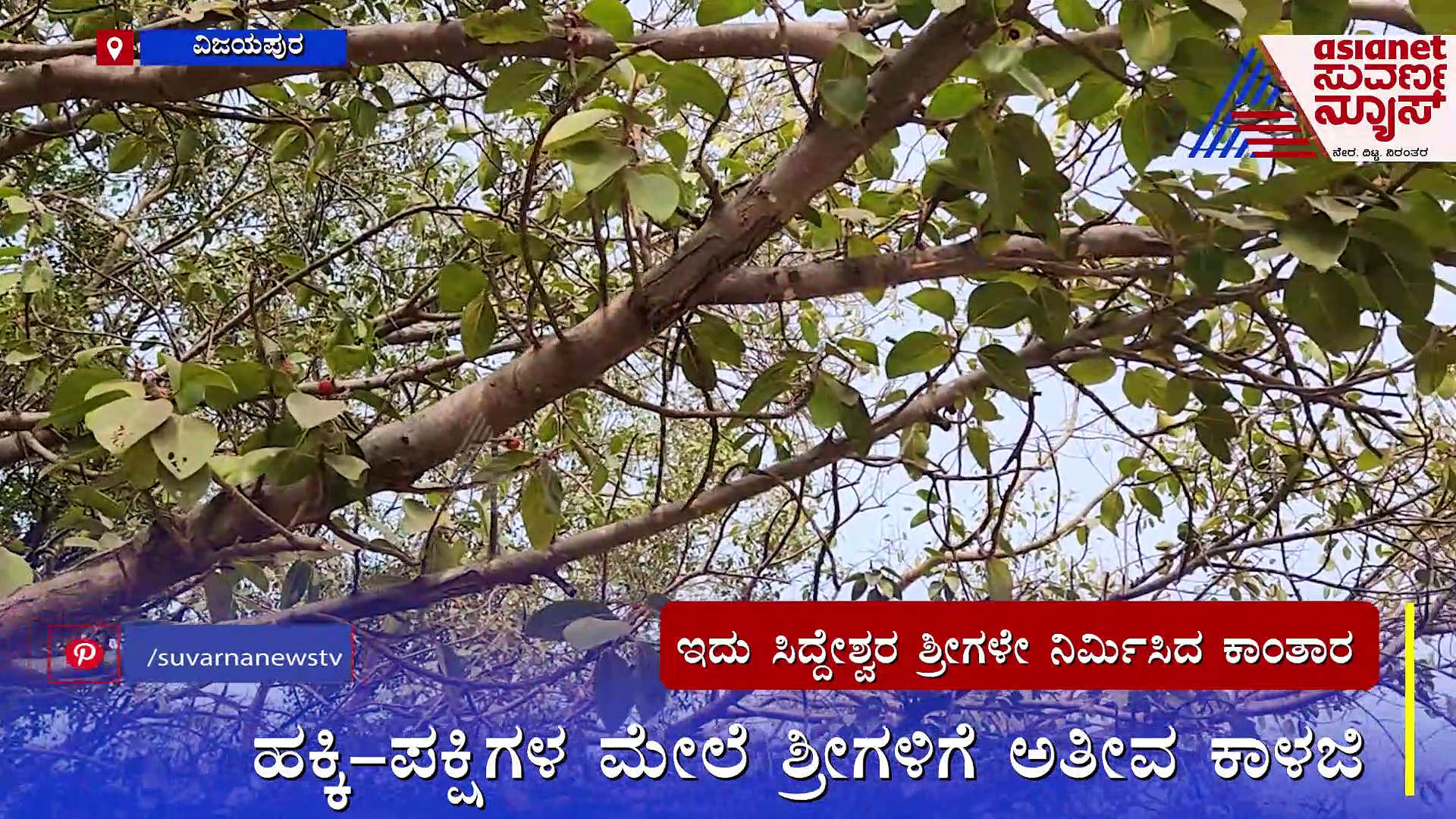 ಪ್ರಕೃತಿಯ ಮೇಲೆ ಸಿದ್ದೇಶ್ವರ ಶ್ರೀಗಳಿಗೆ ವಿಶೇಷ ಪ್ರೀತಿ: 'ಆಲದ ಮರ'ವೇ ಜೀವಂತ ಸಾಕ್ಷಿ 