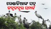 People of village in Patnagarh make friends with Openbilled storks