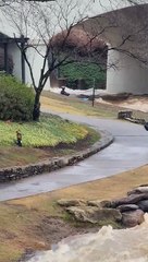 Kayaker Goes Down Raging Reedy Falls