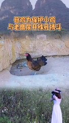 Animals of South America 4K   Scenic Wildlife Film With Calming Music 58