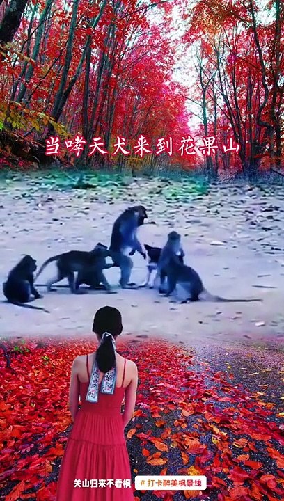 Animals of South America 4K   Scenic Wildlife Film With Calming Music 62